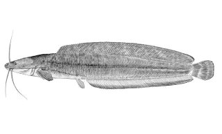 Clarias theodorae