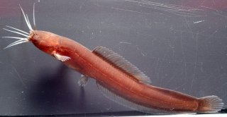 Common member of the genus Encheloclarias