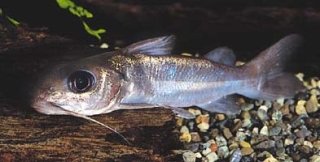 Chrysichthys brachynema