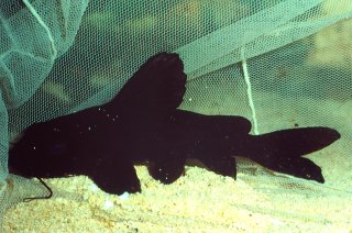 Chrysichthys furcatus