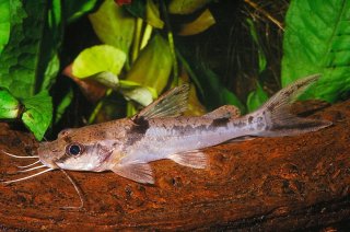 Common member of the genus Chrysichthys