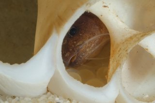Lophiobagrus sp. (1)