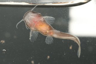 Lophiobagrus sp. (1)