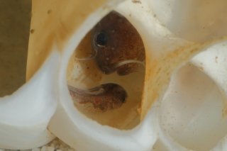 Lophiobagrus sp. (1)