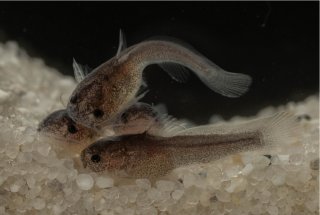 Lophiobagrus sp. (1)