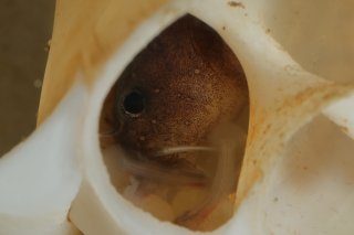 Lophiobagrus sp. (1)