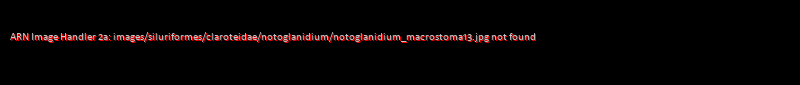 Notoglanidium macrostoma