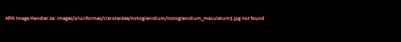Notoglanidium maculatum