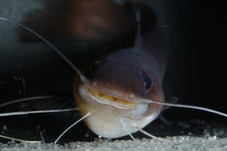 Phyllonemus filinemus