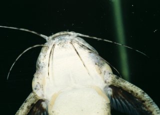 Anadoras grypus