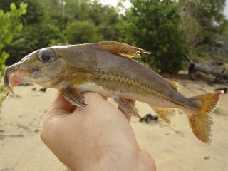 Common member of the genus Doras