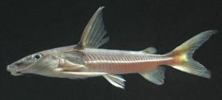 Hemidoras morrisi