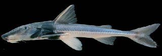Leptodoras myersi