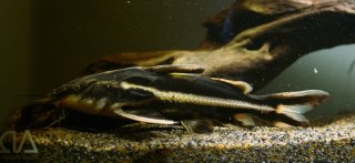 Orinocodoras eigenmanni