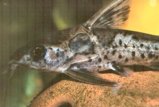 Ossancora eigenmanni