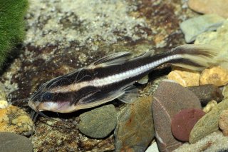 Platydoras armatulus