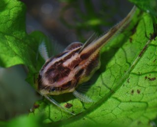 Platydoras armatulus