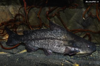 Pterodoras granulosus