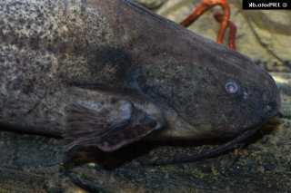 Pterodoras granulosus