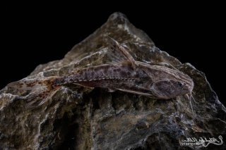 Pterodoras granulosus