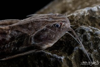 Pterodoras granulosus
