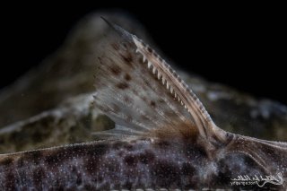 Pterodoras granulosus