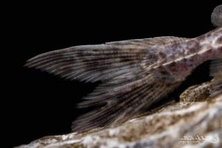 Pterodoras granulosus