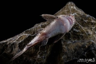 Pterodoras granulosus