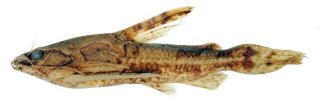 Common member of the genus Scorpiodoras