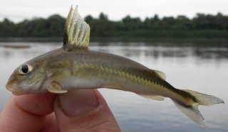 Common member of the genus Tenellus