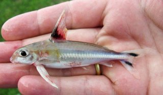 Tenellus trimaculatus