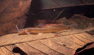 Common member of the genus Acentronichthys