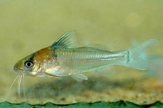 Brachyrhamdia rambarrani