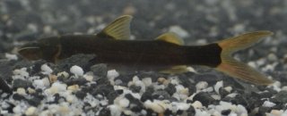 Cetopsorhamdia nasus