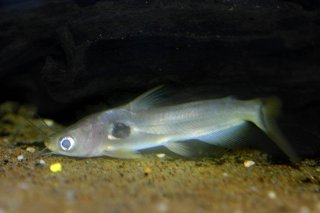 Horabagrus brachysoma