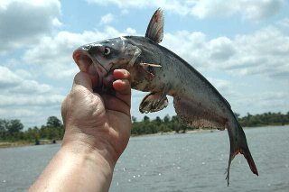 Ictalurus furcatus