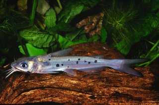 The Virtual Aquarium of Virginia Tech--Catfish