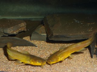 Noturus gyrinus