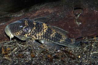 Ancistomus snethlageae