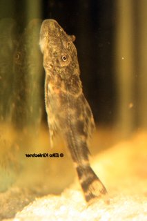 Ancistomus sp. (L208)