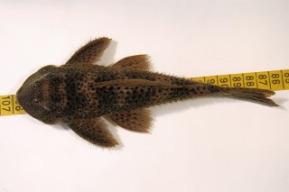 Ancistomus spilomma