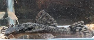 Ancistrus brevifilis