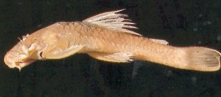 Ancistrus cryptophthalmus