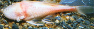 Ancistrus formoso
