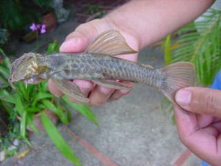 Ancistrus gymnorhynchus