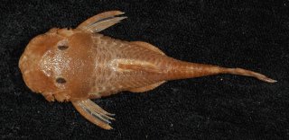 Ancistrus heterorhynchus