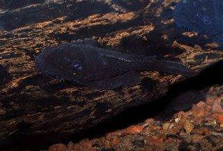 Ancistrus macrophthalmus