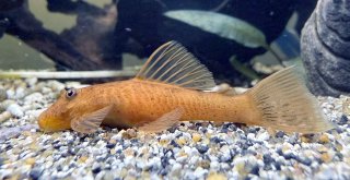 Ancistrus sp. (3)