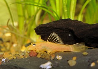 Ancistrus sp. (4)