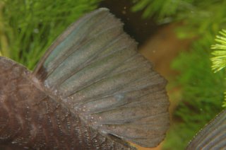 Ancistrus sp. (L088)